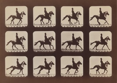 Attitudes of Animals in Motion, 1879, printed 1881.    1178423   no       norwegian Successfully Translated  Original: Antonio Maria Biscioni [obverse], 1725. Translat: Antonio Maria Biscioni [obverse], 1725. 1145324 no norwegian Successfully Translated Or av Eadweard Muybridge