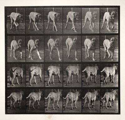 Dread Trav, 1887. av Eadweard Muybridge
