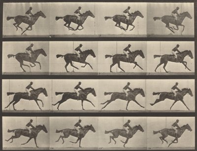 Platenummer 626. Galopp, fullblods bukhoppe, Annie G., 1887. av Eadweard Muybridge