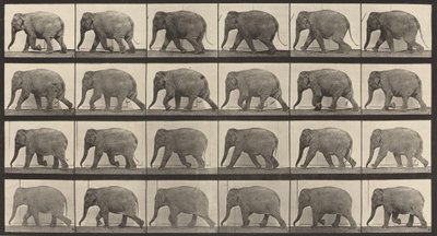 Plate nummer 733. Elefantvandring, 1887. av Eadweard Muybridge
