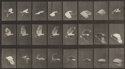 Plate nummer 758. Kakeduflyvende, 1887. av Eadweard Muybridge