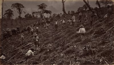 Setter ut en kaffeplantasje i Antigua de Guatemala, 1875, publisert 1877. av Eadweard Muybridge