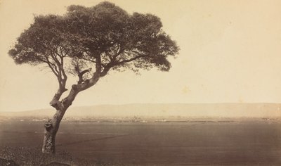 Uten tittel Landskap nær Watsonville, California, ca. 1879. av Eadweard Muybridge