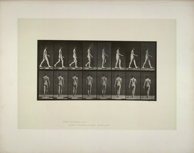 Dyrebevegelse: bekkenduk for menn, 1887. av Eadweard Muybridge