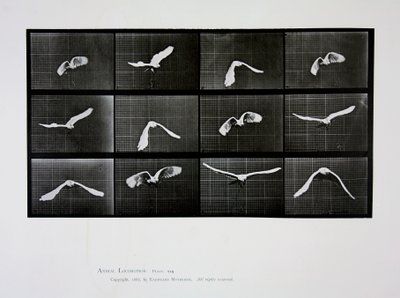 Fugl i flukt, plate 762 fra 
