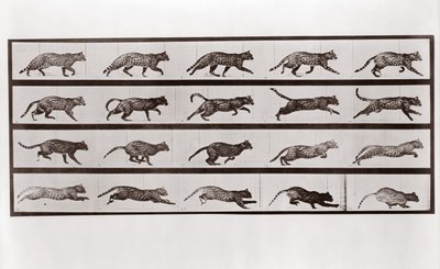 Cat Trav og galopp, Plate 717 fra Animal Locomotion, 1887 av Eadweard Muybridge