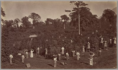 Kaffehøsting, Las Nubes, Guatemala av Eadweard Muybridge