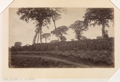  av Eadweard Muybridge