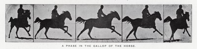Eadweard Muybridge: En fase i galoppen til hesten (s/hvitt bilde) av Eadweard Muybridge
