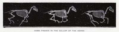 Eadweard Muybridge: Noen faser i galoppen til hesten av Eadweard Muybridge