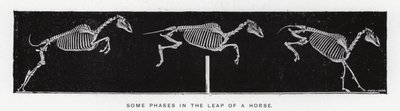 Eadweard Muybridge: Noen faser i spranget til en hest (s/hvitt-bilde) av Eadweard Muybridge