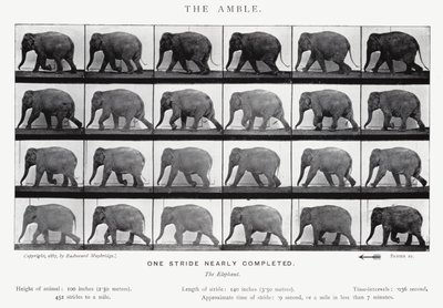 Eadweard Muybridge: The Amble (s/hvitt-bilde) av Eadweard Muybridge