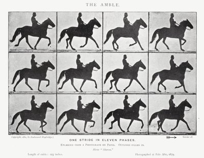 Eadweard Muybridge: The Amble (s/hvitt-bilde) av Eadweard Muybridge