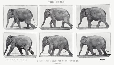Eadweard Muybridge: The Amble av Eadweard Muybridge