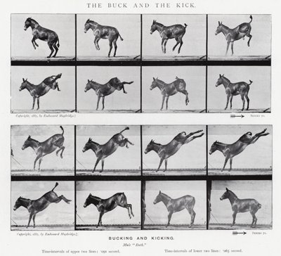 Eadweard Muybridge: The Buck and the Kick (s/hvitt-bilde) av Eadweard Muybridge