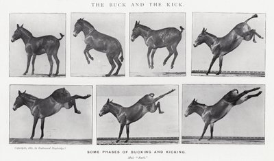 Eadweard Muybridge: The Buck and the Kick (s/hvitt-bilde) av Eadweard Muybridge