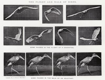 Eadweard Muybridge: The Flight and Walk of Birds (s/hvitt-bilde) av Eadweard Muybridge