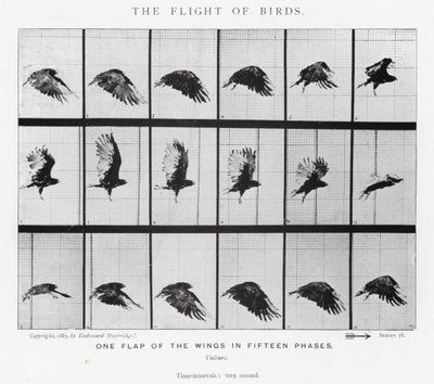 Eadweard Muybridge: The Flight of Birds (s/hvitt-bilde) av Eadweard Muybridge