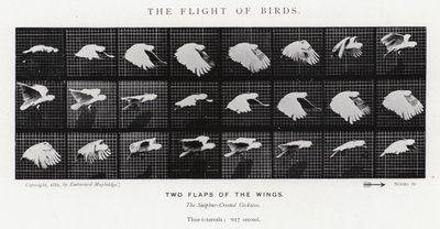 Eadweard Muybridge: The Flight of Birds (s/hvitt-bilde) av Eadweard Muybridge