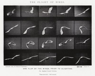 Eadweard Muybridge: The Flight of Birds (s/hvitt-bilde) av Eadweard Muybridge