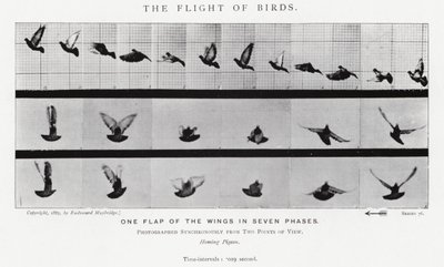 Eadweard Muybridge: The Flight of Birds (s/hvitt-bilde) av Eadweard Muybridge