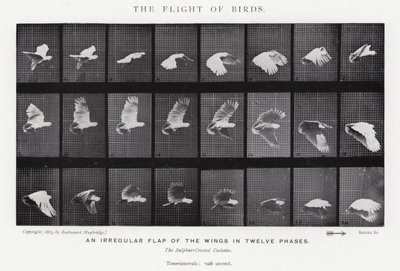 Eadweard Muybridge: The Flight of Birds (s/hvitt-bilde) av Eadweard Muybridge