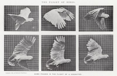 Eadweard Muybridge: The Flight of Birds (s/hvitt-bilde) av Eadweard Muybridge