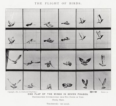 Eadweard Muybridge: The Flight of Birds (s/hvitt-bilde) av Eadweard Muybridge