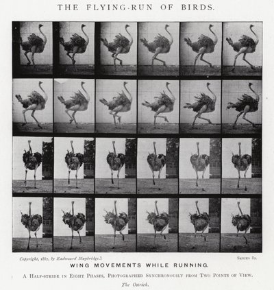 Eadweard Muybridge: The Flying-Run of Birds (s/hvitt-bilde) av Eadweard Muybridge