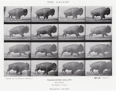 Eadweard Muybridge: The Gallop (s/hvitt-bilde) av Eadweard Muybridge