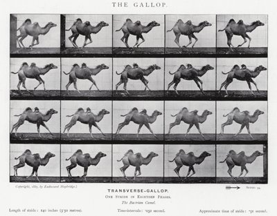 Eadweard Muybridge: The Gallop (s/hvitt-bilde) av Eadweard Muybridge