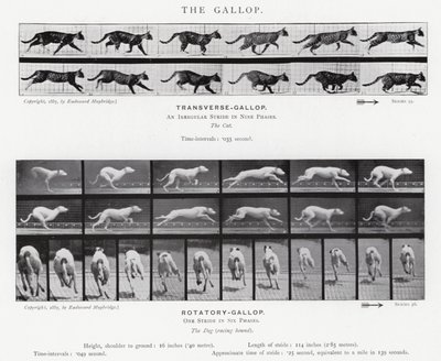 Eadweard Muybridge: The Gallop (s/hvitt-bilde) av Eadweard Muybridge