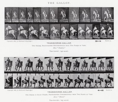 Eadweard Muybridge: The Gallop (s/hvitt-bilde) av Eadweard Muybridge