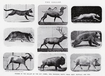 Eadweard Muybridge: The Gallop (s/hvitt-bilde) av Eadweard Muybridge