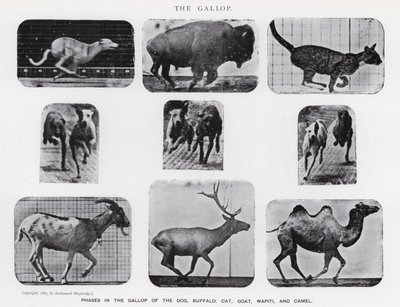 Eadweard Muybridge: The Gallop (s/hvitt-bilde) av Eadweard Muybridge