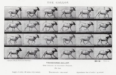 Eadweard Muybridge: The Gallop (s/hvitt-bilde) av Eadweard Muybridge