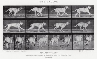Eadweard Muybridge: The Gallop (s/hvitt-bilde) av Eadweard Muybridge