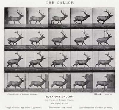 Eadweard Muybridge: The Gallop (s/hvitt-bilde) av Eadweard Muybridge