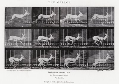 Eadweard Muybridge: The Gallop (s/hvitt-bilde) av Eadweard Muybridge
