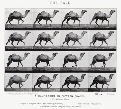 Eadweard Muybridge: The Rack (s/hvitt-bilde) av Eadweard Muybridge