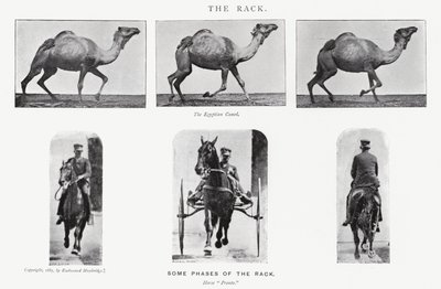 Eadweard Muybridge: The Rack av Eadweard Muybridge