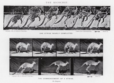 Eadweard Muybridge: The Ricochet (s/hvitt-bilde) av Eadweard Muybridge
