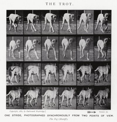Eadweard Muybridge: The Trot (s/hvitt-bilde) av Eadweard Muybridge
