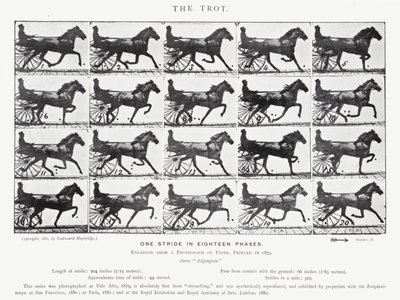 Eadweard Muybridge: The Trot (s/hvitt-bilde) av Eadweard Muybridge