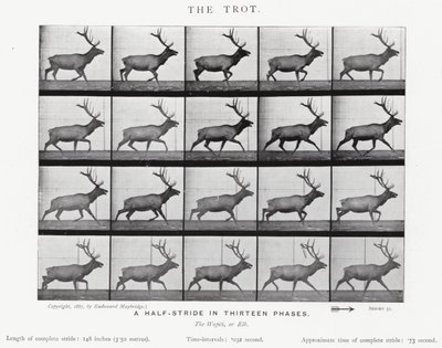 Eadweard Muybridge: The Trot (s/hvitt-bilde) av Eadweard Muybridge
