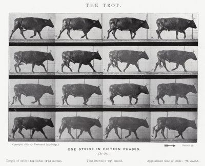 Eadweard Muybridge: The Trot (s/hvitt-bilde) av Eadweard Muybridge