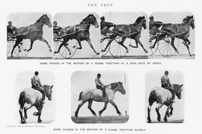 Eadweard Muybridge: The Trot (s/hvitt-bilde) av Eadweard Muybridge