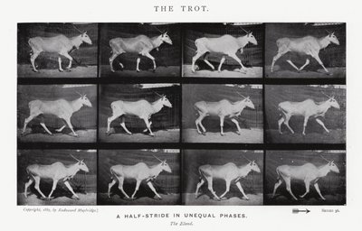Eadweard Muybridge: The Trot (s/hvitt-bilde) av Eadweard Muybridge