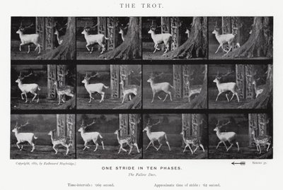 Eadweard Muybridge: The Trot (s/hvitt-bilde) av Eadweard Muybridge