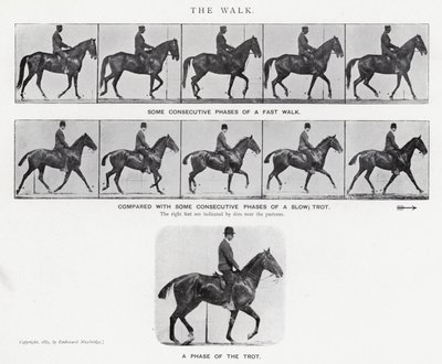 Eadweard Muybridge: The Walk (s/hvitt bilde) av Eadweard Muybridge
